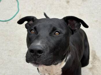 Pit Bull Terrier Dogs Available for Adoption in Tulsa, Oklahoma - TOUGH | PetCurious