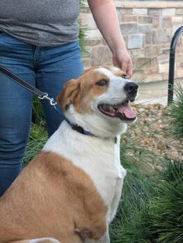 TOBY -  Labrador Retriever Dog for Adoption in Richmond, Texas - TOBY | PetCurious