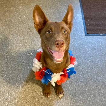 Cricket -  Whippet and Australian Kelpie Dog for Adoption in Metamora, Michigan - Cricket | PetCurious