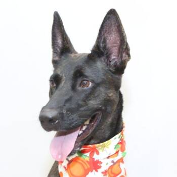 Sarabi -  Dutch Shepherd Dog for Adoption in Sanford, Florida - Sarabi | PetCurious