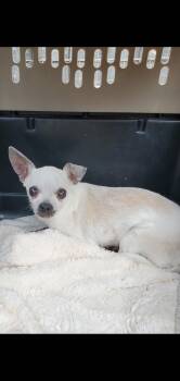 Sugar -  Chihuahua Dog for Adoption in Lexington, Kentucky - Sugar | PetCurious