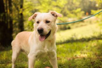 Rescue Labrador Retriever and Mixed Breed Dogs for Adoption in Gradyville, Kentucky - Jonesy | PetCurious