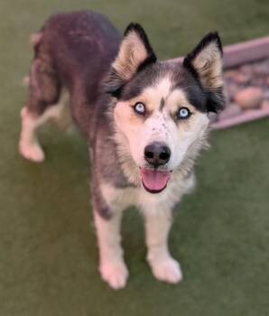 WINKIN -  Siberian Husky and German Shepherd Dog Dog for Adoption in Sacramento, California - WINKIN | PetCurious