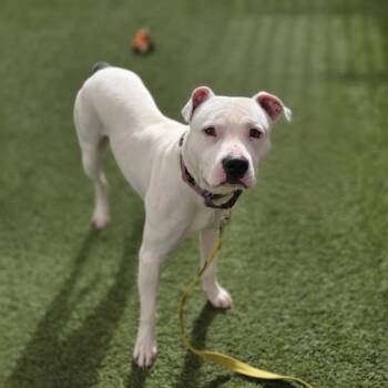 Pit Bull Terrier Dogs Available for Adoption in Las Vegas, Nevada - ZIPADEEDOODAH | PetCurious