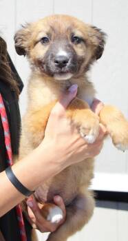 Shepherd and Mixed Breed Dogs Available for Adoption in Vacaville, California - Heloise | PetCurious