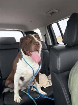 Josie (CP) -  Shar Pei Dog for Adoption in Dallas, Texas - Josie (CP) | PetCurious