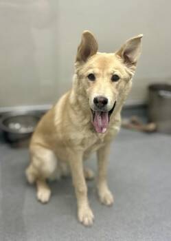 Shepherd Dogs Available for Adoption - Sugar | PetCurious