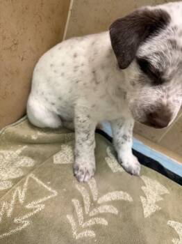 Mixed Breed Dogs Available for Adoption - Susan | PetCurious