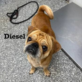 Diesel -  Pug and Mixed Breed Dog for Adoption in Parkersburg, West Virginia - Diesel | PetCurious