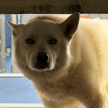 Husky Dogs Available for Adoption in Reno, Nevada - Jerry | PetCurious