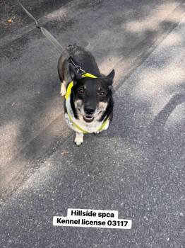 Vinnie -  Corgi Dog for Adoption in Pottsville, Pennsylvania - Vinnie | PetCurious