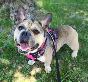 Drako -  French Bulldog Dog for Adoption in Dayton, Minnesota - Drako | PetCurious