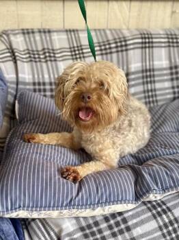 Big Mac -  Maltese and Schnauzer Dog for Adoption in Fort Worth, Texas - Big Mac | PetCurious
