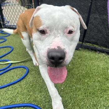 Cisco -  Mixed Breed Dog for Adoption in Pittsburgh, Pennsylvania - Cisco | PetCurious