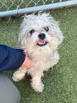 Shih Tzu Dogs Available for Adoption in Portland, Maine - Seamus | PetCurious