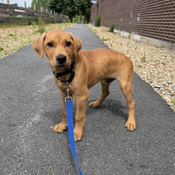 Labrador Retriever and Mixed Breed Dogs Available for Adoption in Pelham, New Hampshire - Norman | PetCurious