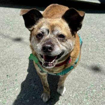 McIntosh 14149 -  Chihuahua and Pug Dog for Adoption in San Francisco, California - McIntosh 14149 | PetCurious