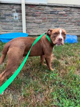 Gizmo -  Bulldog Dog for Adoption in Fort Wayne, Indiana - Gizmo | PetCurious