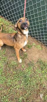Rescue Mixed Breed Dogs for Adoption in Reidsville, North Carolina - Mattie | PetCurious