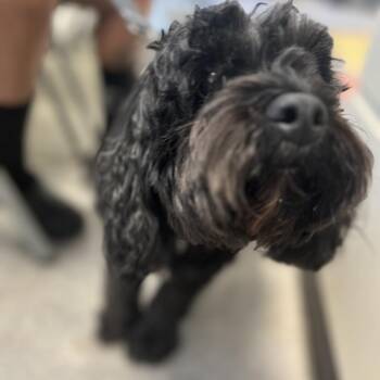 Saint Anthony -  Mixed Breed Dog for Adoption in Philadelphia, Pennsylvania - Saint Anthony | PetCurious