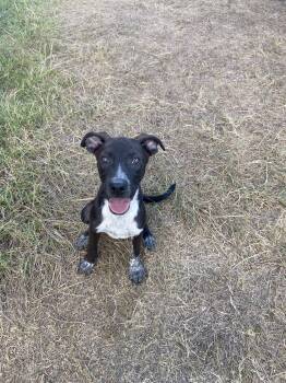 Rescue Mixed Breed Dogs for Adoption in Bryan, Texas - Banjo | PetCurious