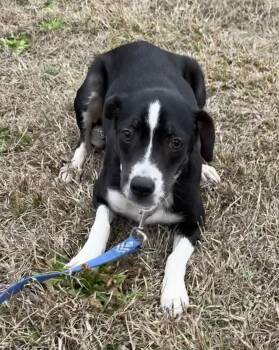 Terrier Dogs Available for Adoption - Freda | PetCurious