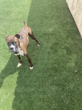 Boxer Dogs Available for Adoption in Monticello, New York - Serena | PetCurious