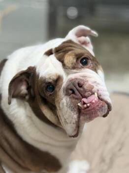 Potato -  Bulldog Dog for Adoption in Sacramento, California - Potato | PetCurious