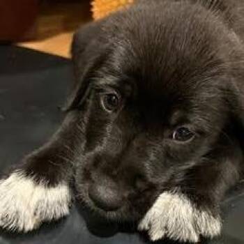 Europe Pup: Geneva -  Mixed Breed Dog for Adoption in Falls Church, Virginia - Europe Pup: Geneva | PetCurious