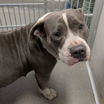 Rescue Terrier Dogs for Adoption in Des Moines, Iowa - Baby | PetCurious