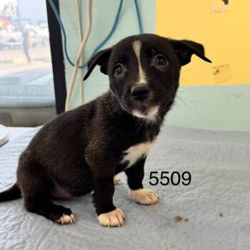 Violet Sorrengail -  Border Collie Dog for Adoption in Chico, California - Violet Sorrengail | PetCurious
