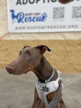Doberman Pinscher Dogs Available for Adoption in Discovery Bay, California - Guido | PetCurious