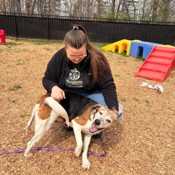 Highway -  Hound and Mixed Breed Dog for Adoption in Lynchburg, Virginia - Highway | PetCurious