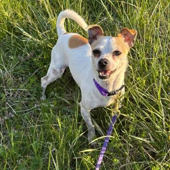 Chihuahua and Mixed Breed Dogs Available for Adoption in Richmond, Virginia - Wazoo | PetCurious