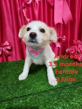 Chihuahua Dogs Available for Adoption in Durango, Colorado - Andrea | PetCurious