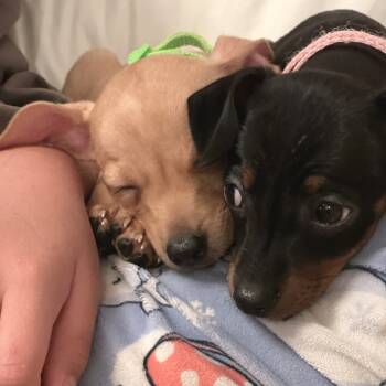 Rescue Chihuahua and Mixed Breed Dogs for Adoption in San Francisco, California - Slyde | PetCurious