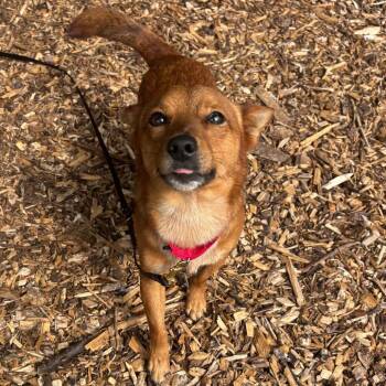 Ray -  Chihuahua Dog for Adoption in Briarcliff Manor, New York - Ray | PetCurious