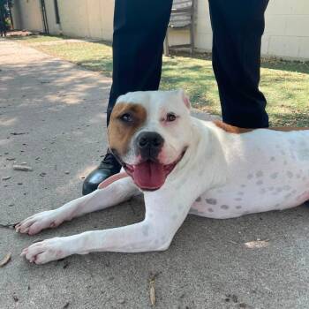 Betty D12292 -  American Bulldog and English Bulldog Dog for Adoption - Betty D12292 | PetCurious