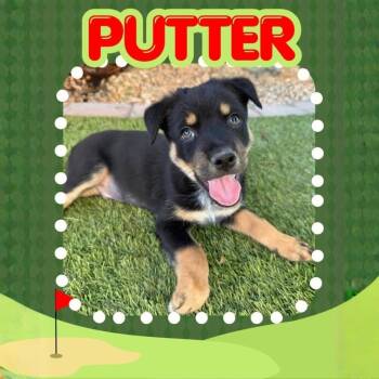 Putter -  Mixed Breed Dog for Adoption in Mesa, Arizona - Putter | PetCurious