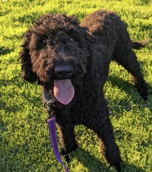 Willow -  Standard Poodle Dog for Adoption in Sunnyvale, California - Willow | PetCurious
