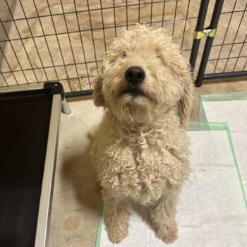 Golden Retriever and Poodle Dogs Available for Adoption in San Saba, Texas - Banana | PetCurious