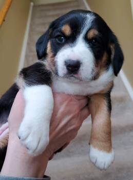 Beagle Dogs Available for Adoption in Wood Dale, Illinois - Ella- Foster To Adopt | PetCurious