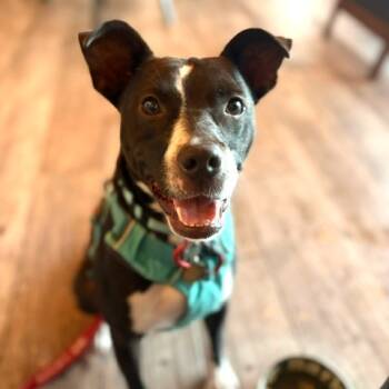 Rescue Mixed Breed Dogs for Adoption in Kailua-kona, Hawaii - Winston | PetCurious