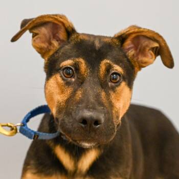 Auggie -  Mixed Breed Dog for Adoption in Sarasota, Florida - Auggie | PetCurious