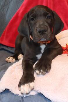 Merriweather -  Great Dane Dog for Adoption in Mesa, Arizona - Merriweather | PetCurious