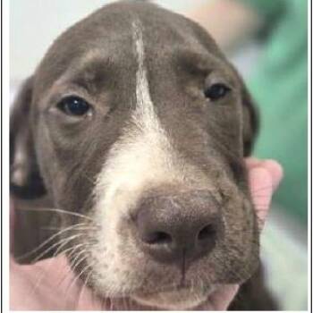 Ferb -  Mixed Breed Dog for Adoption in Wilmington, Delaware - Ferb | PetCurious