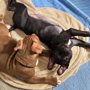 Cashew -  Pit Bull Terrier and American Staffordshire Terrier Dog for Adoption in Tampa, Florida - Cashew | PetCurious