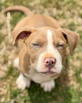 Pit Bull Terrier and Mixed Breed Dogs Available for Adoption in Malvern, Pennsylvania - Phillie | PetCurious