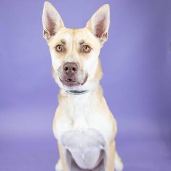 Sassy -  Mixed Breed Dog for Adoption in Portland, Oregon - Sassy | PetCurious