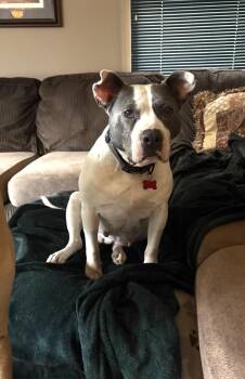 American Bulldog Dogs Available for Adoption in Whitewater, Wisconsin - Petunia | PetCurious